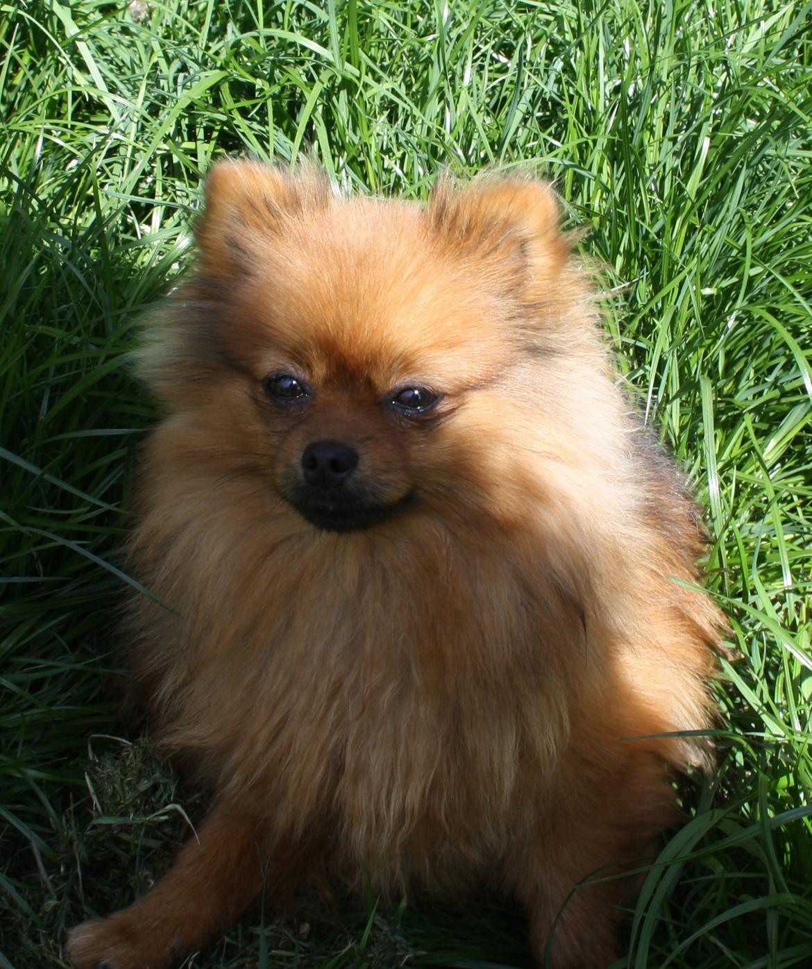 Pomeranian Chili billede 7