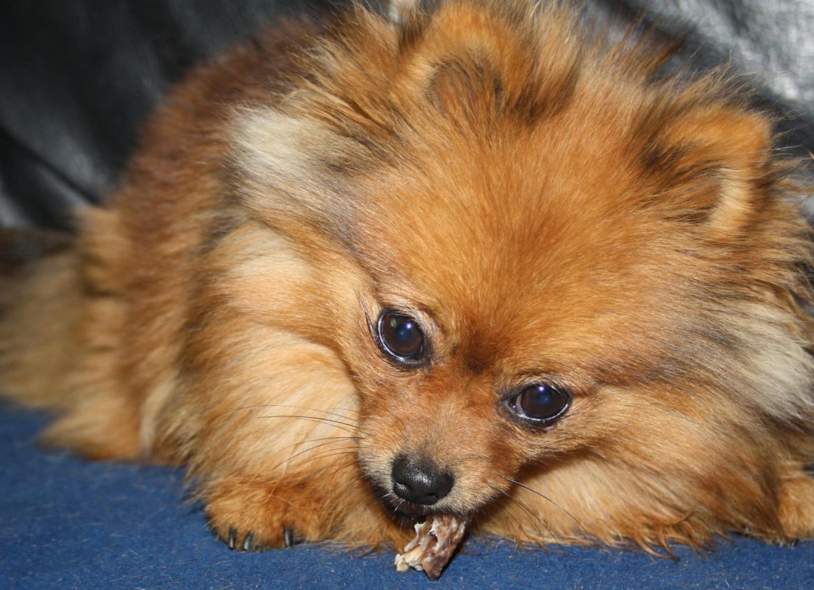 Pomeranian Chili billede 3