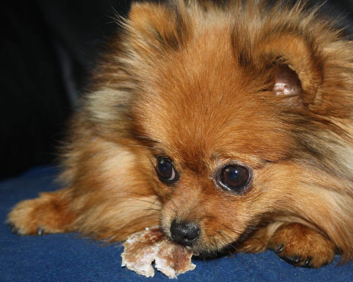 Pomeranian Chili billede 1