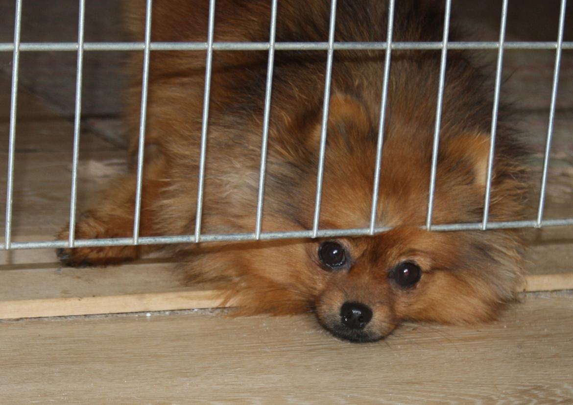 Pomeranian Chili billede 8