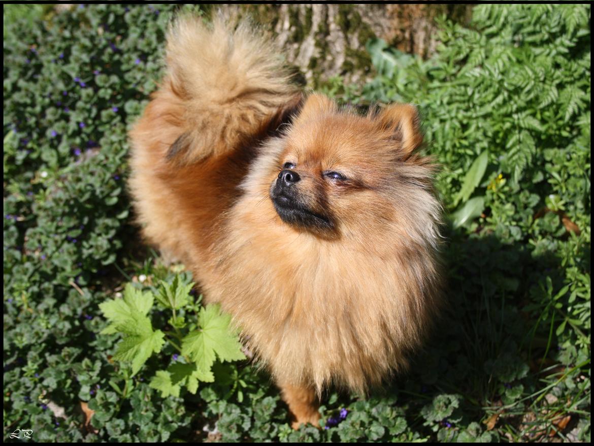 Pomeranian Chili billede 9