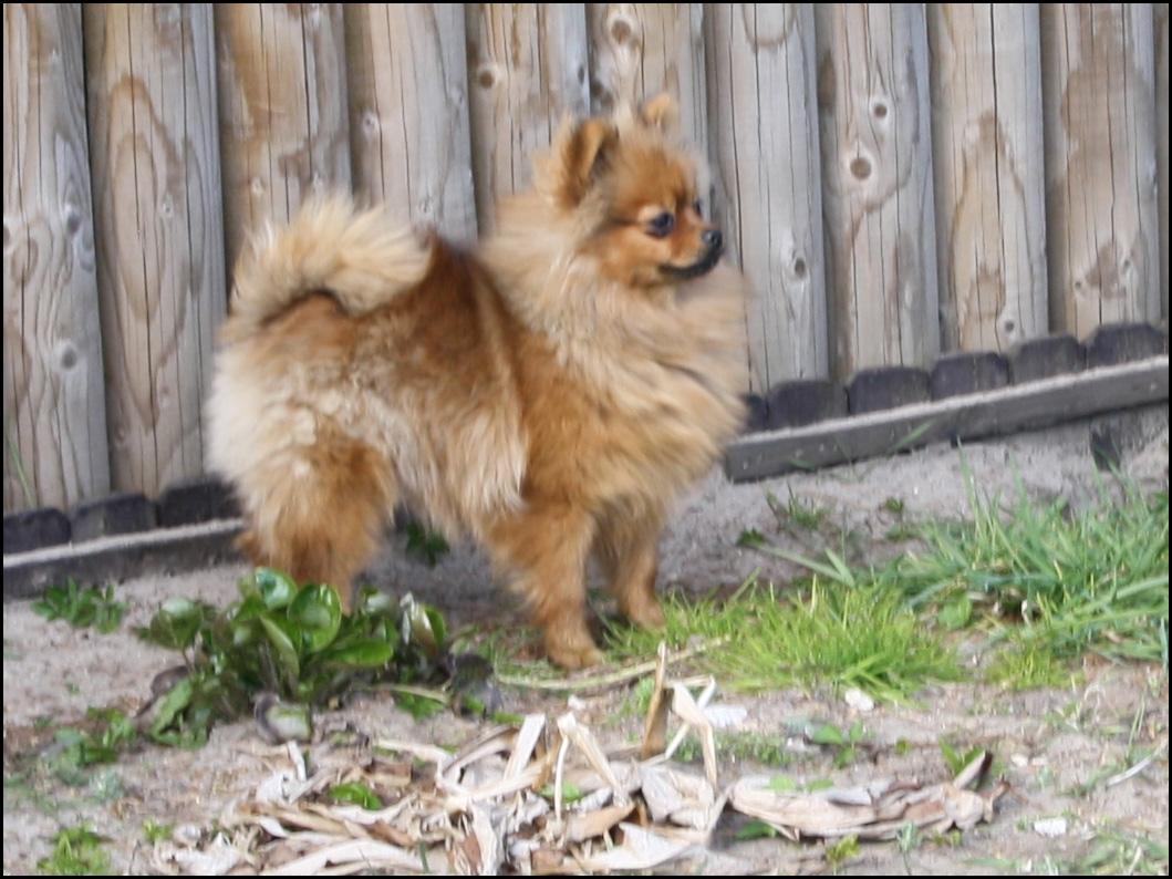 Pomeranian Chili billede 10