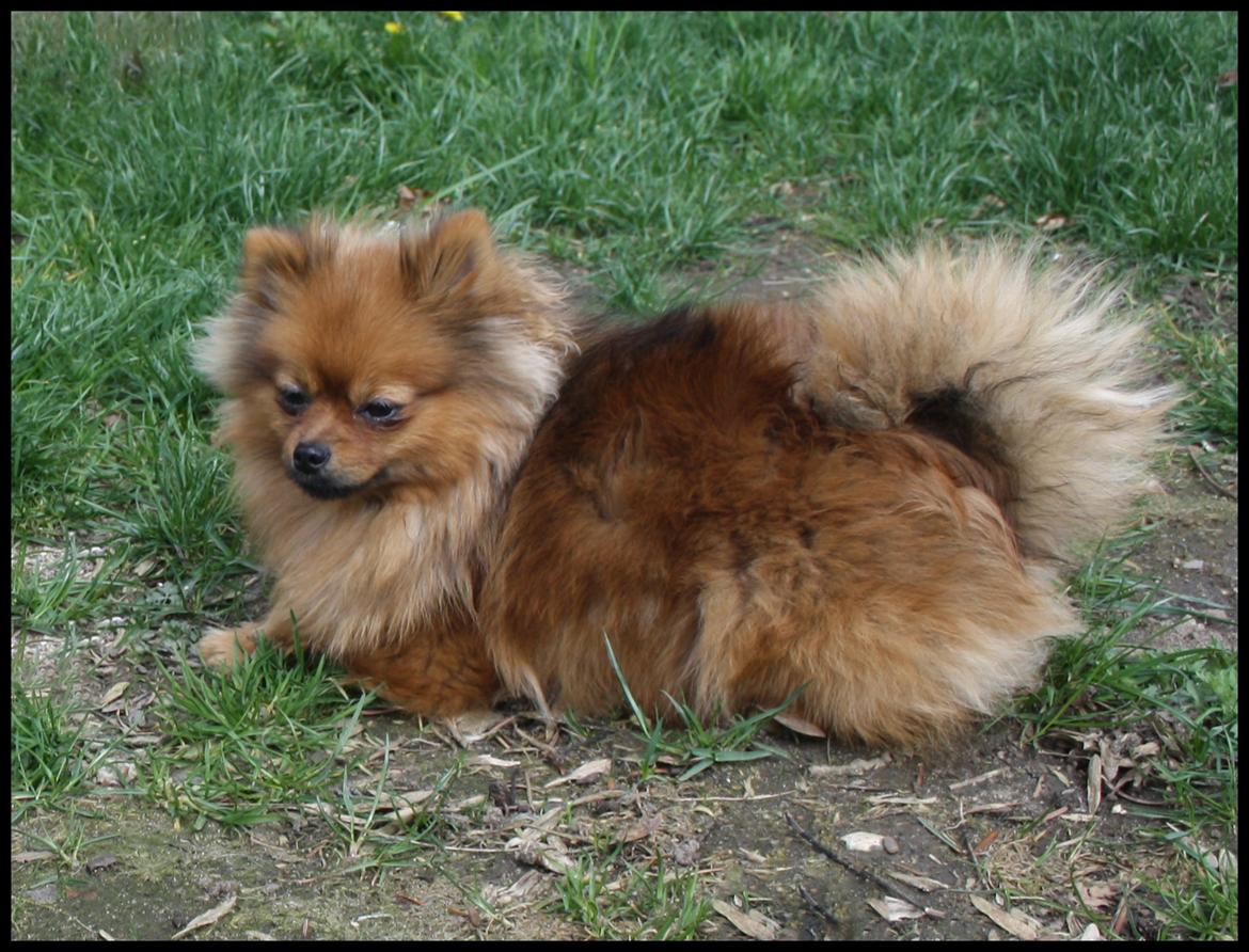 Pomeranian Chili billede 11