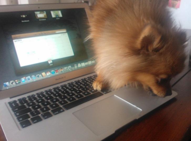 Pomeranian Chili billede 12