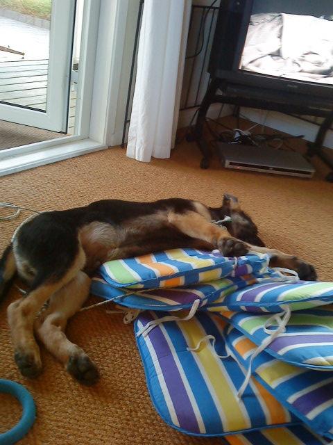 Schæferhund Niko - Niko som hvalp.
- Man kan aldrig få for mange puder! billede 2