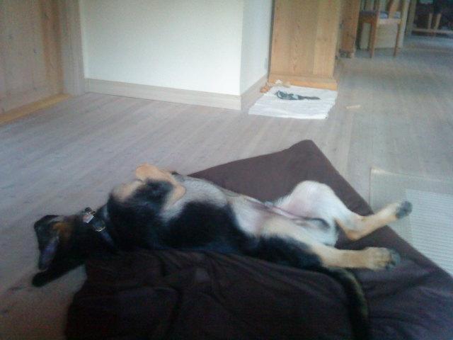 Schæferhund Niko - Niko sover. billede 3