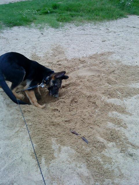 Schæferhund Niko - Niko har fået et grave flip. billede 4