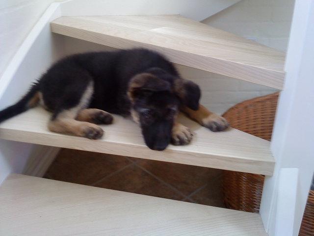 Schæferhund Niko - Får sig lige en slapper på trappen billede 5