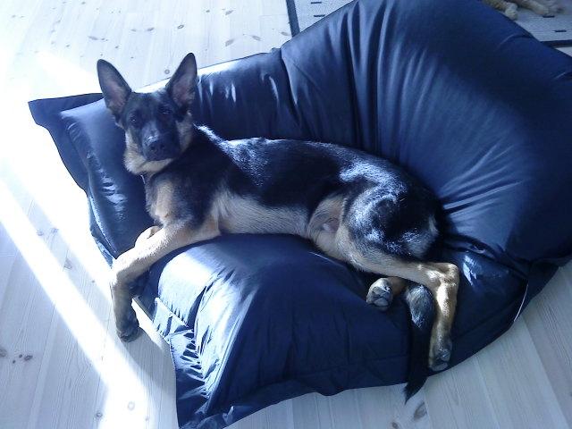 Schæferhund Niko - Niko som voksen. billede 6