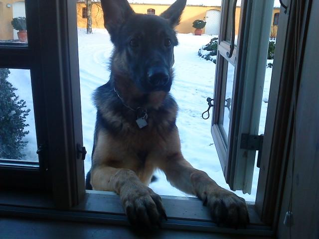 Schæferhund Niko - Kigger lige ind af vinduet. billede 11