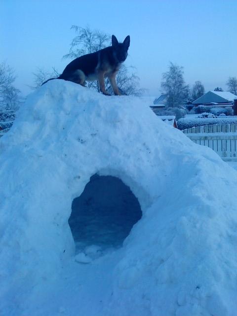 Schæferhund Niko - Kongen af sne hulen. billede 12
