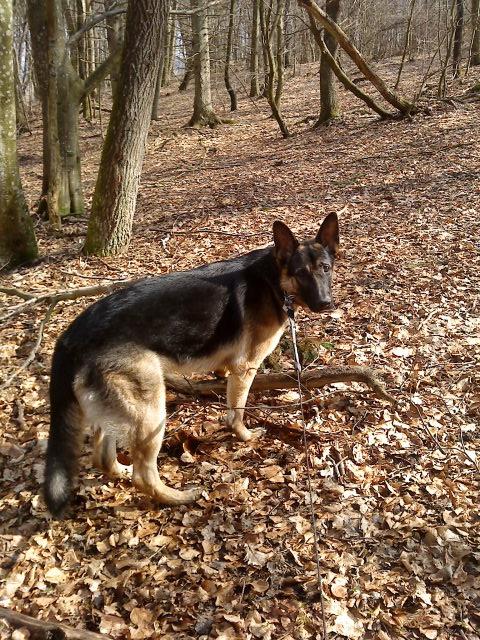 Schæferhund Niko - I skoven. billede 15