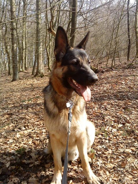 Schæferhund Niko - I skoven. billede 16