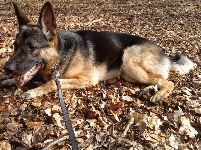 Schæferhund Niko - I skoven. billede 17