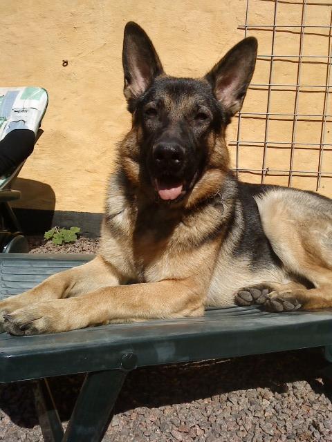 Schæferhund Niko - Niko hygger på en sol vogn.  billede 18
