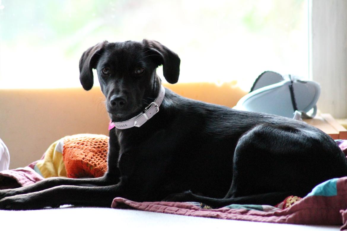 Blanding af racer Addie billede 15