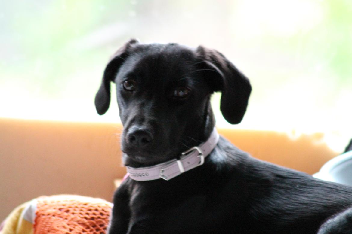 Blanding af racer Addie billede 4