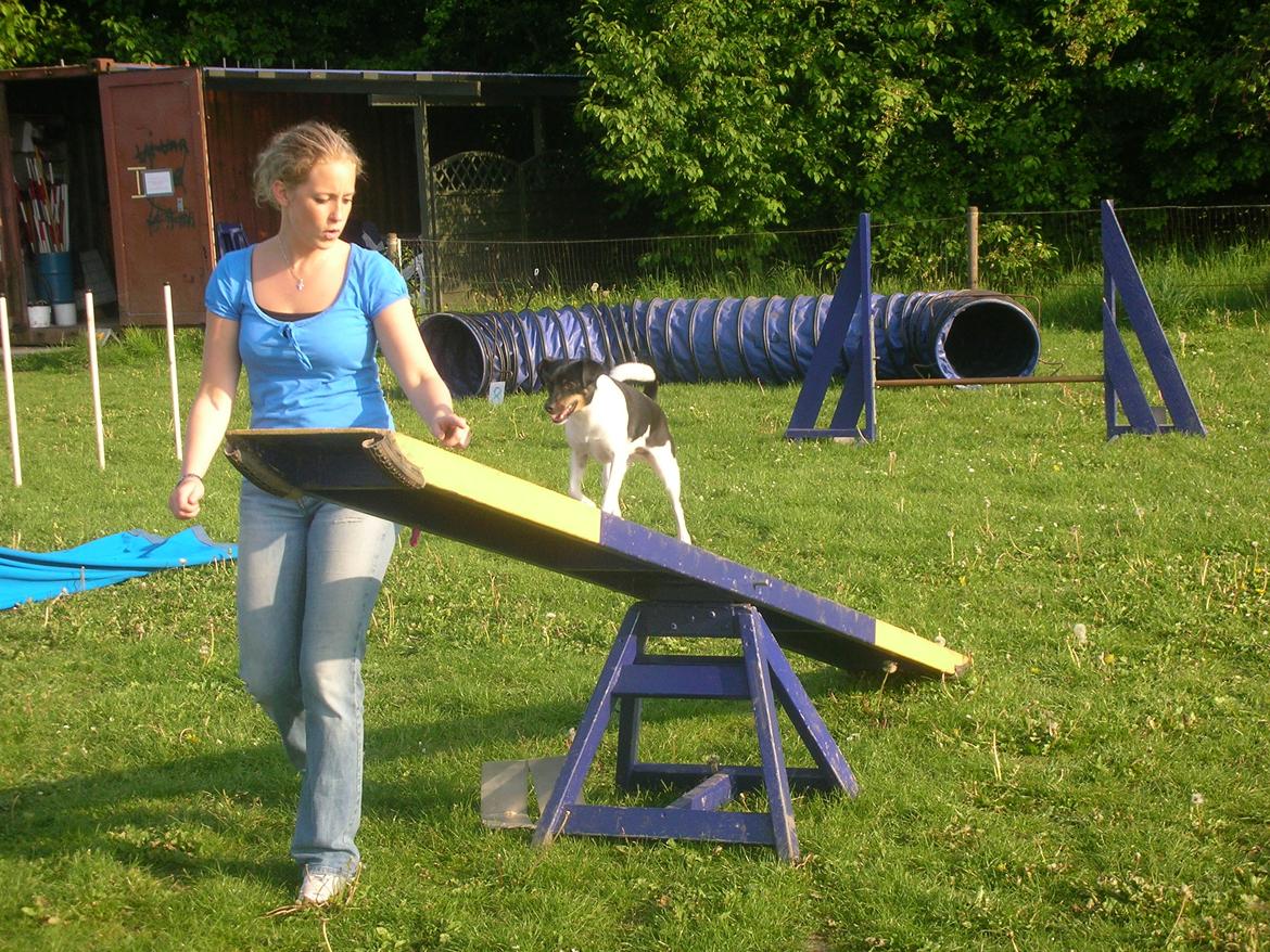 Dansk svensk gaardhund Tego billede 2