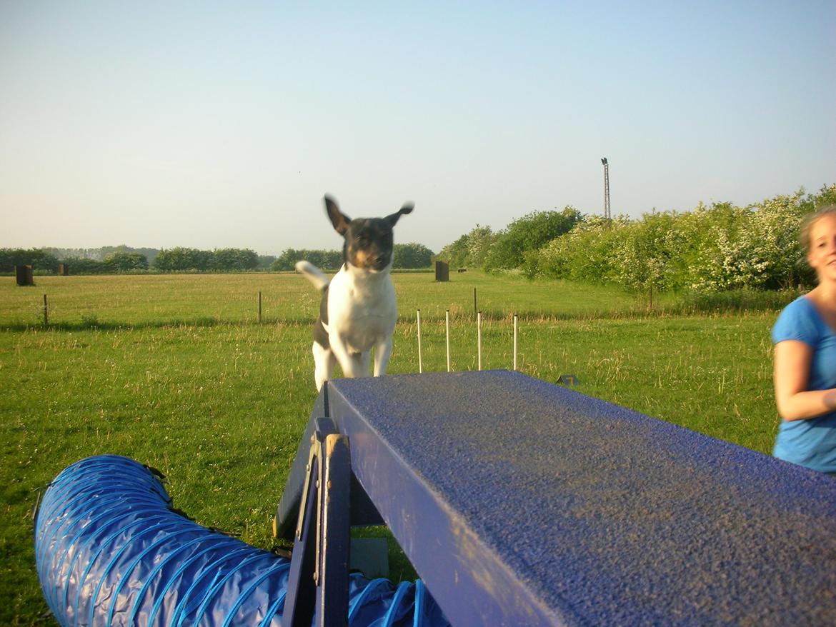 Dansk svensk gaardhund Tego billede 4