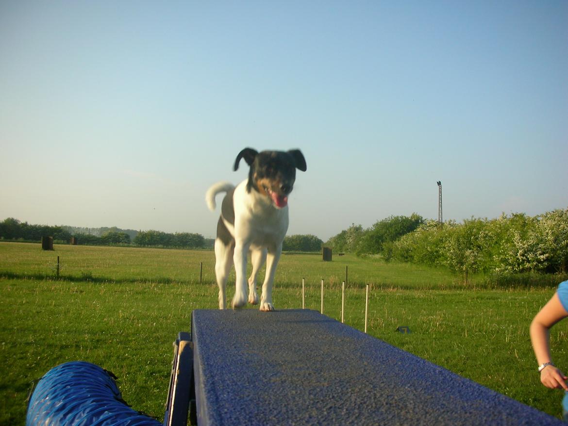 Dansk svensk gaardhund Tego billede 3