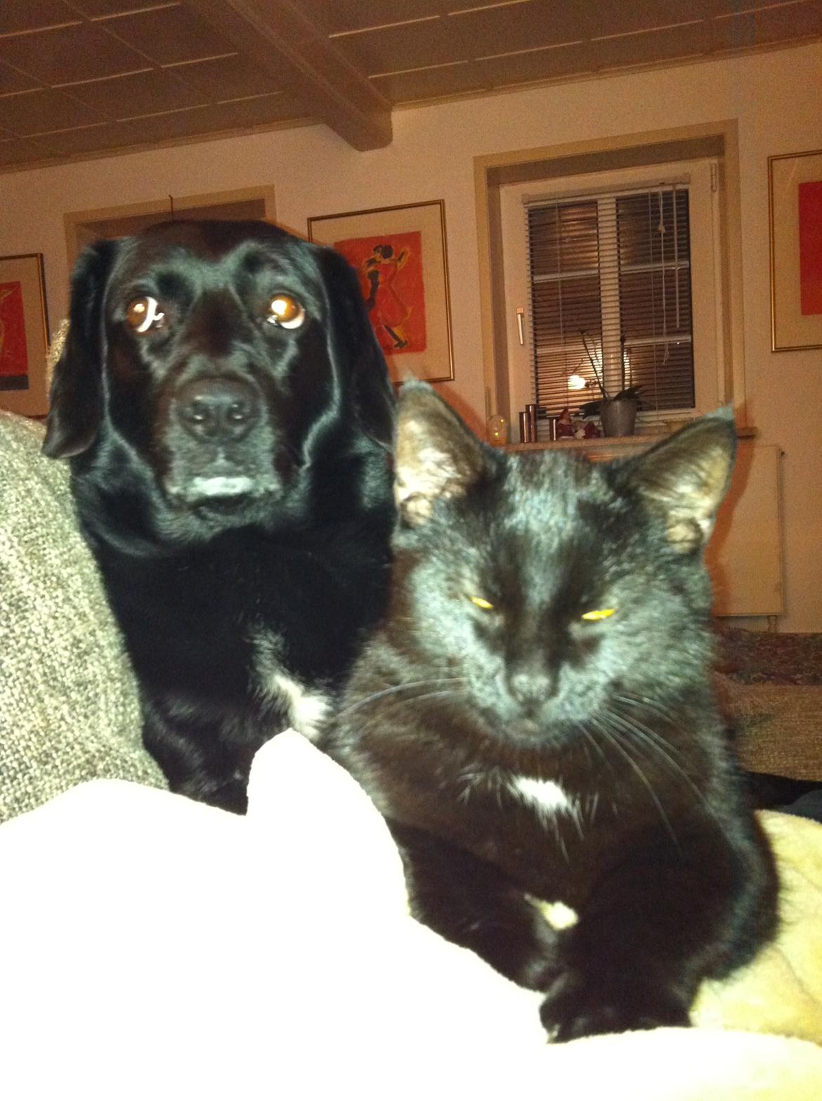 Blanding af racer Sally (sørøveren) - Sally og Tarzan hygger i sofaen. billede 19