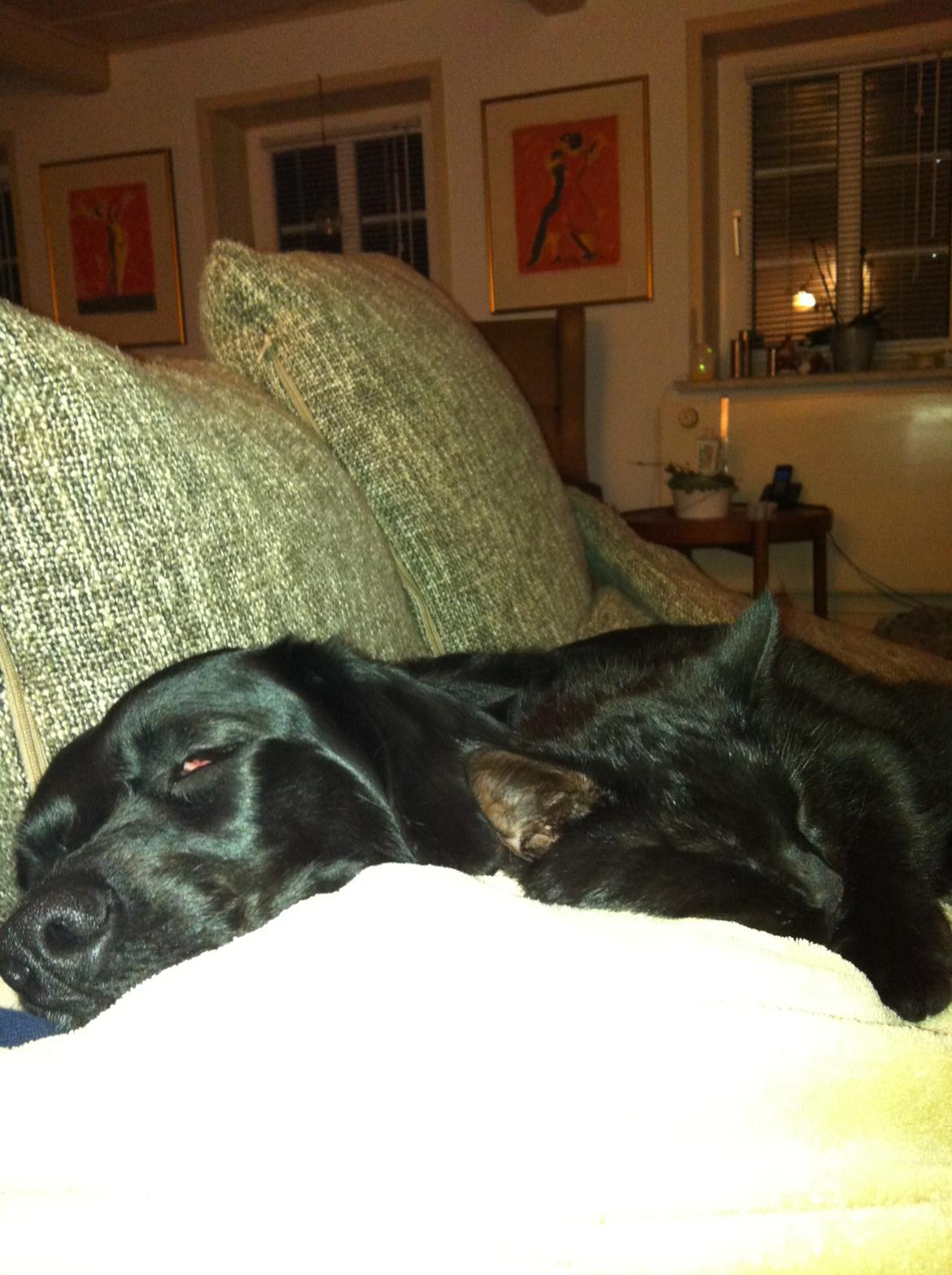 Blanding af racer Sally (sørøveren) - Det er hårdt at ´være så fotogen....snork ZzzzZZZ billede 20