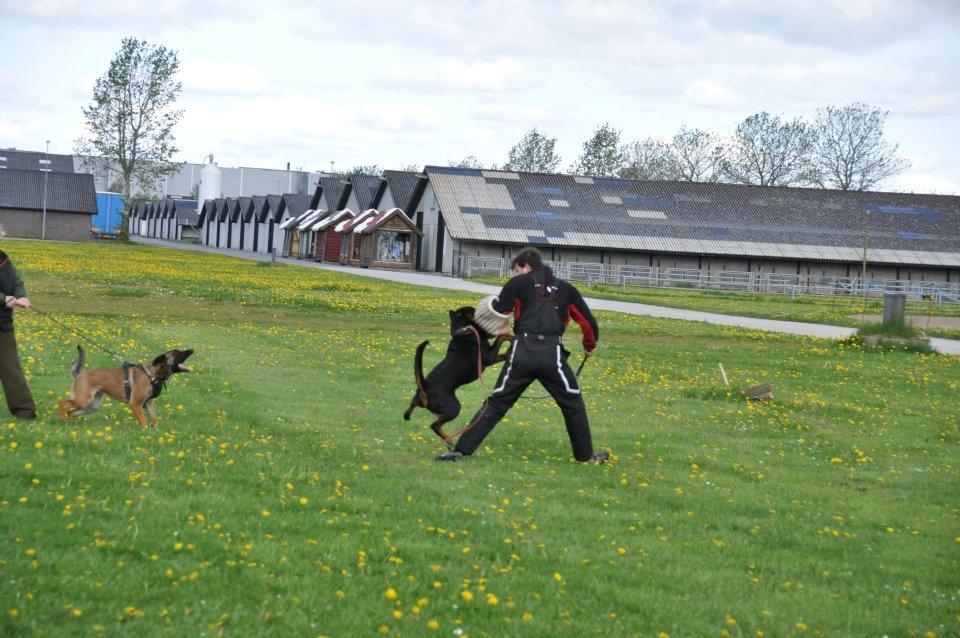 Rottweiler  Kenja billede 2