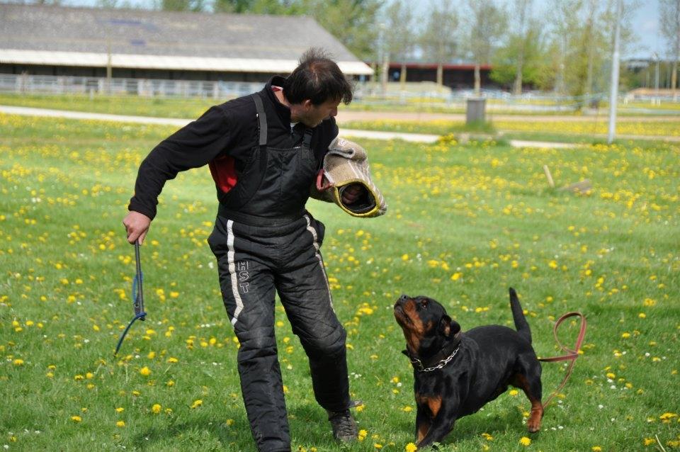 Rottweiler  Kenja billede 3