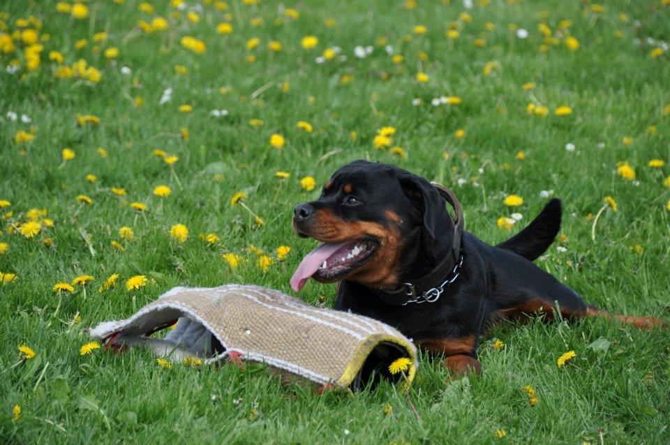 Rottweiler  Kenja billede 1