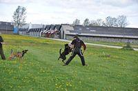 Rottweiler  Kenja billede 4