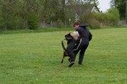Rottweiler  Kenja billede 5