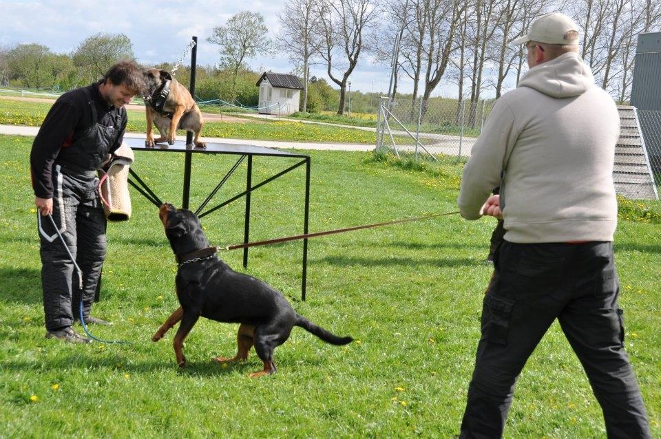 Rottweiler  Kenja billede 6