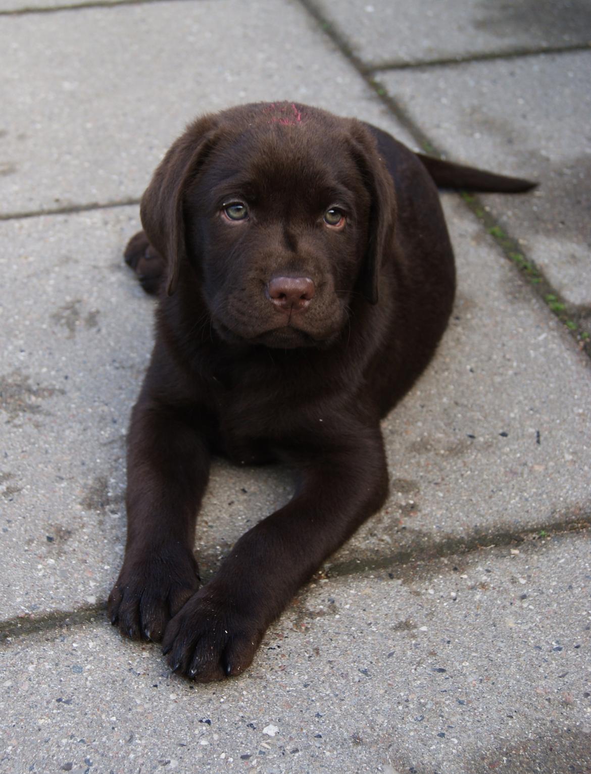 Labrador retriever Balou - Balou er allerede faldet godt til. 8,1 uger.  billede 18