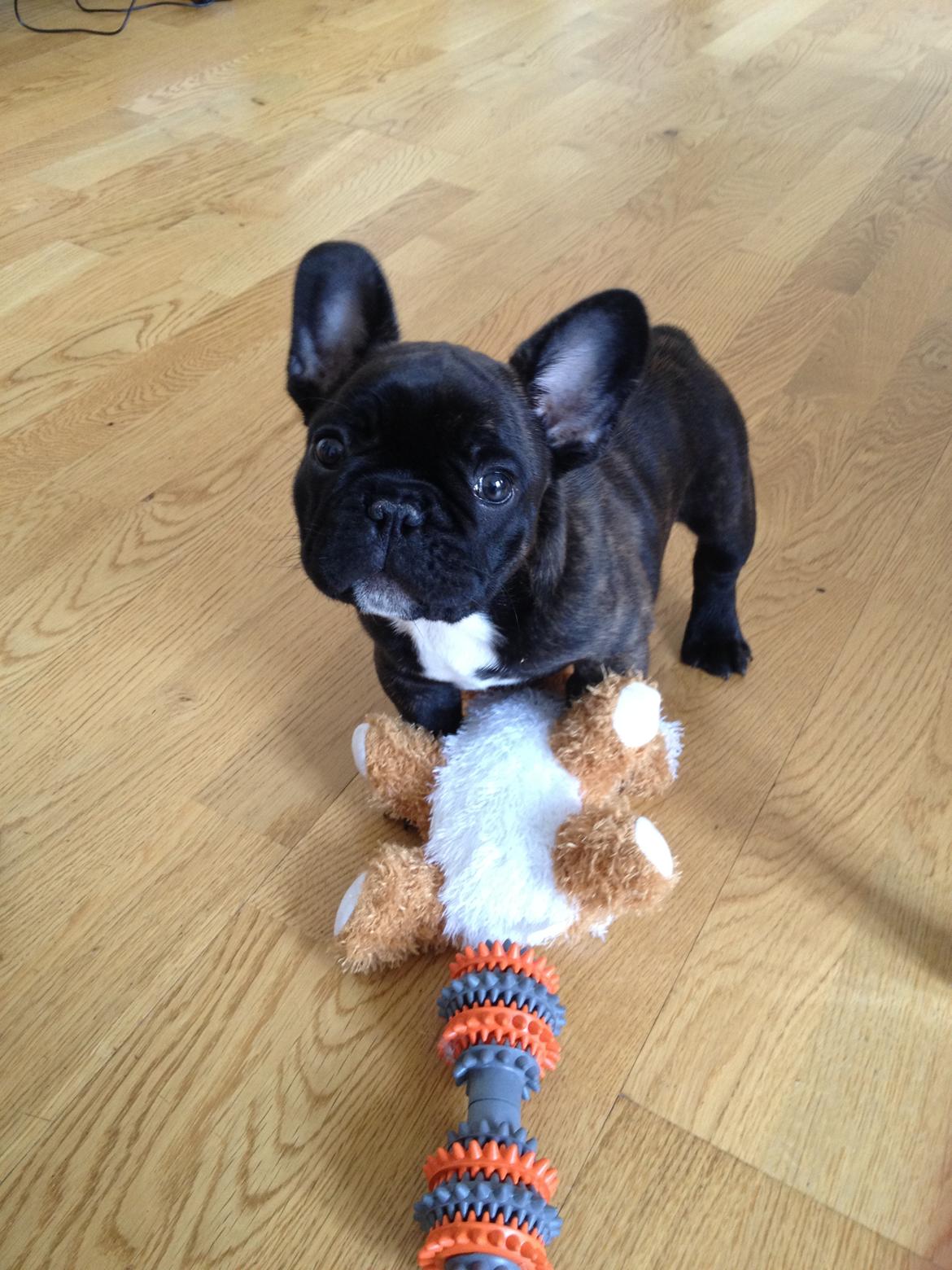 Fransk bulldog Balder - Jeg leger..! 8uger og 5dage gammel  billede 16