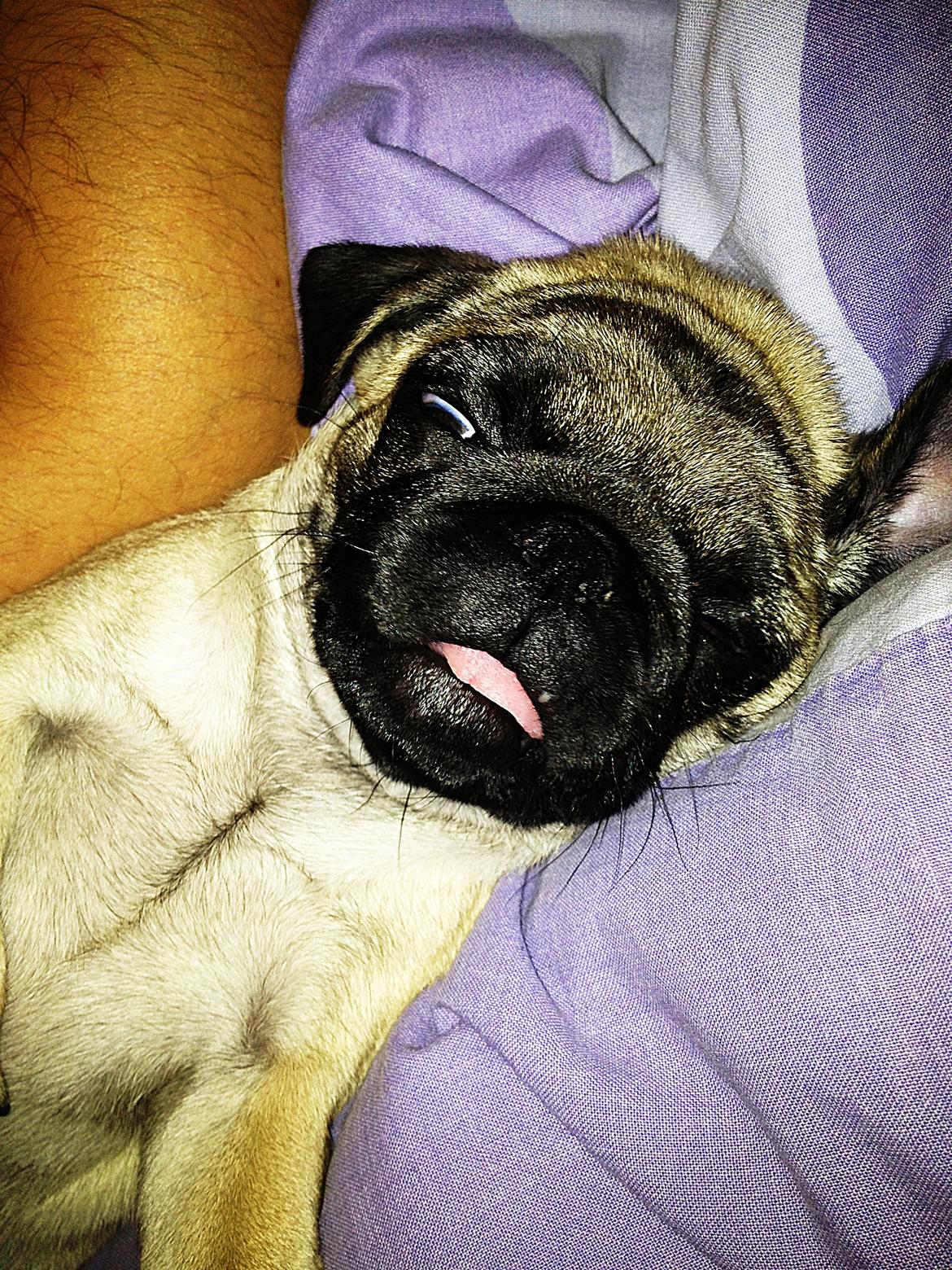 Mops Lara - se min tunge :) billede 15