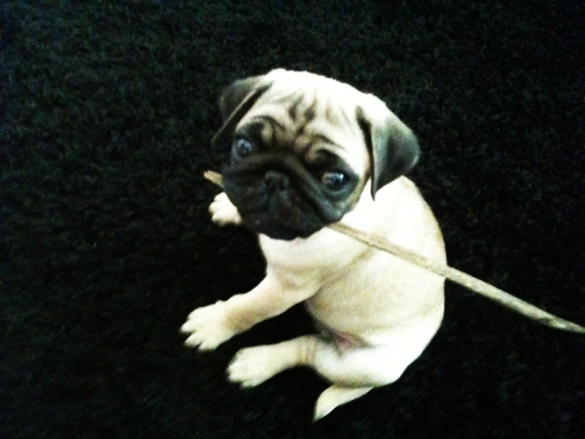 Mops Lara - Stoooor pind jeg har fundet i haven  billede 10