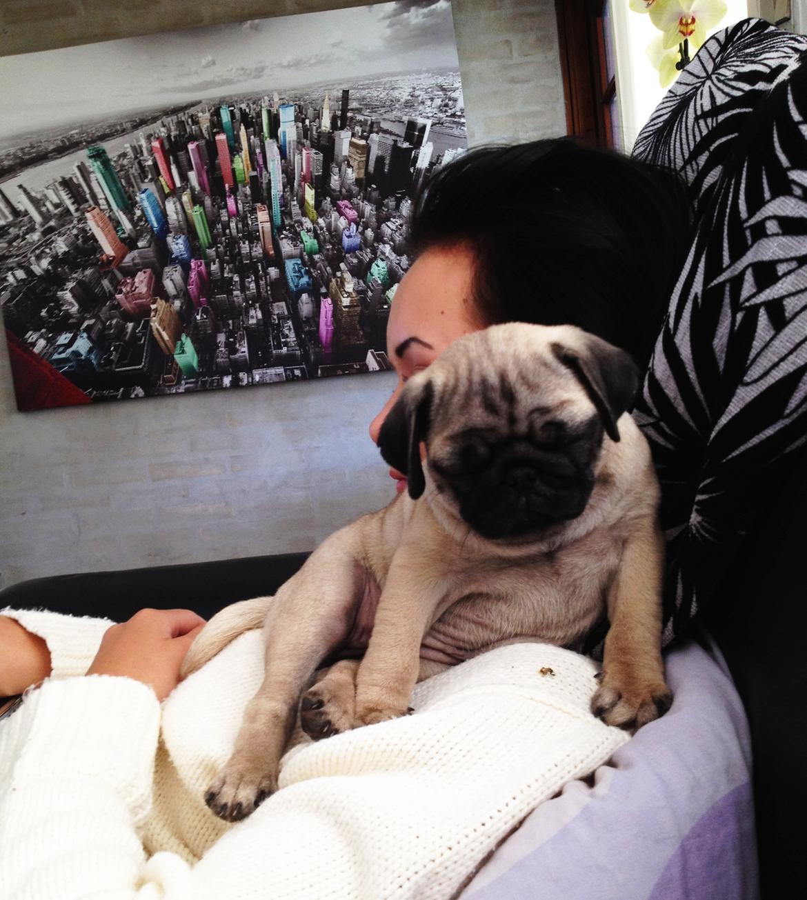 Mops Lara billede 16