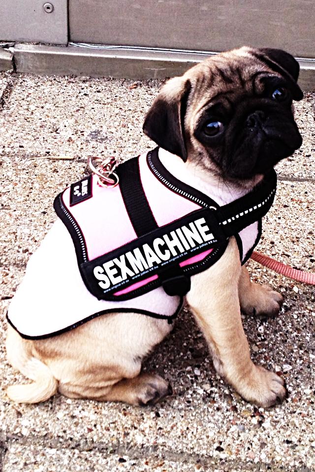 Mops Lara - Er jeg ikke fin? billede 17