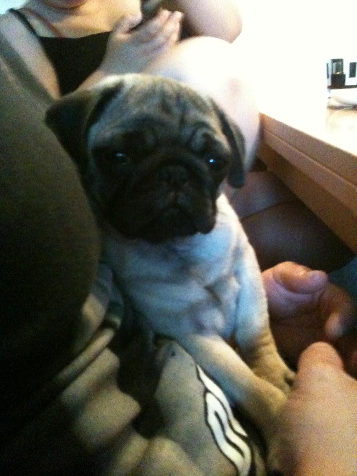 Mops Lara - MEGET træt!  billede 14