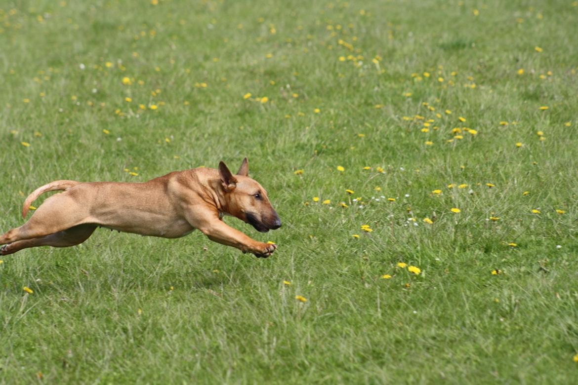 Bullterrier miniature Hazel billede 14