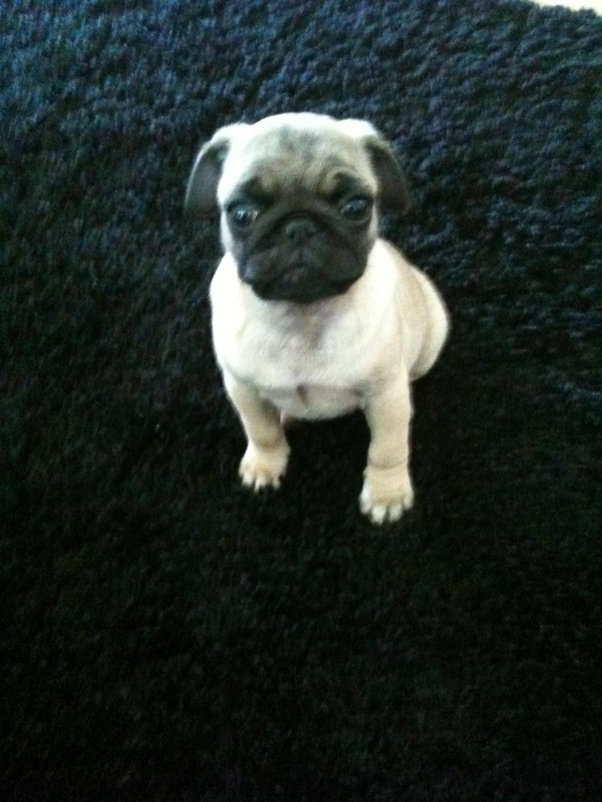 Mops Lara billede 19