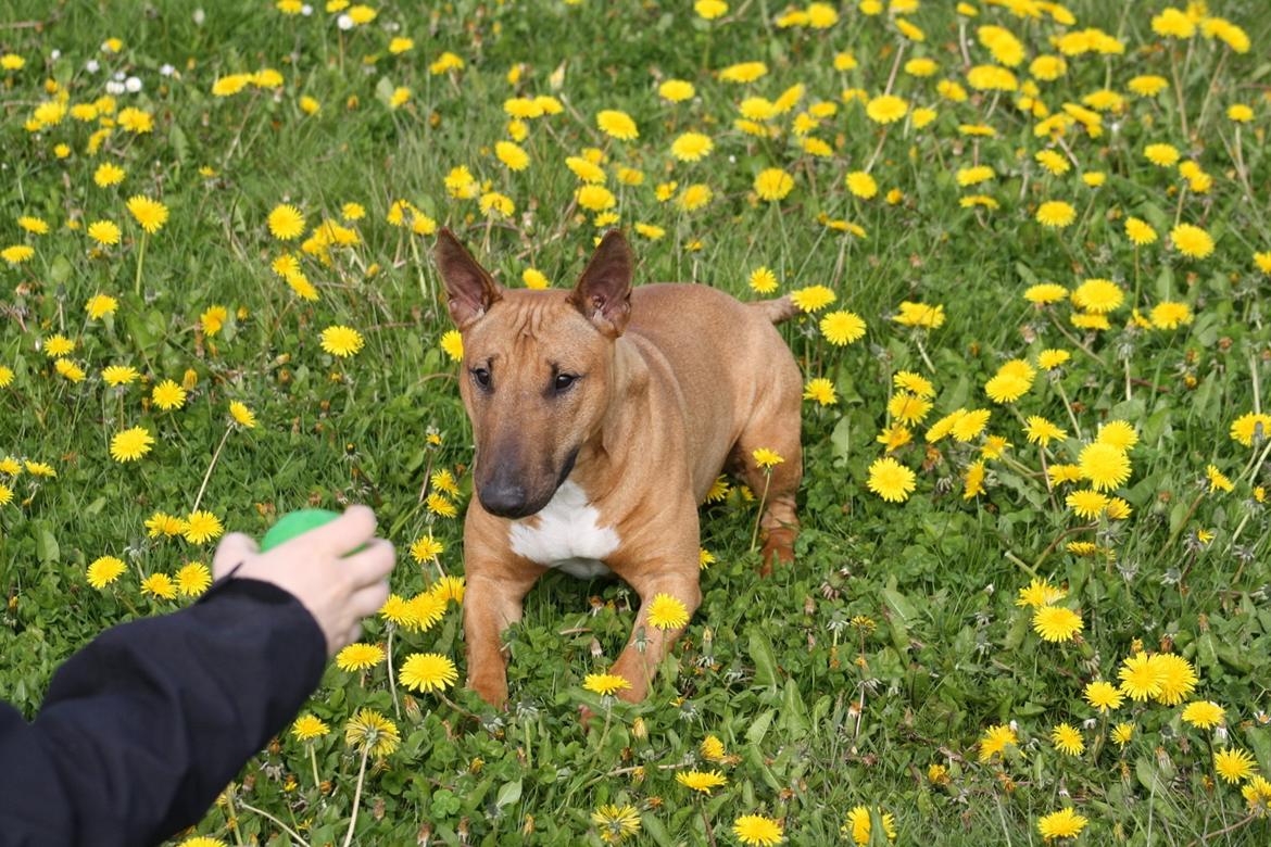 Bullterrier miniature Hazel - "Hvornår f****** kaster hun den bold?" billede 15