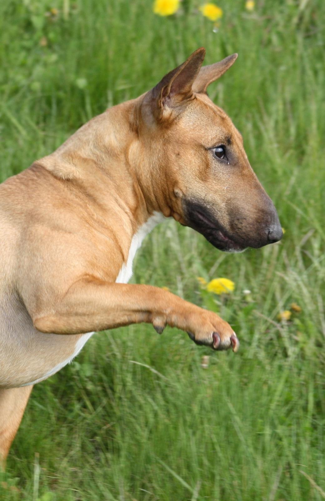 Bullterrier miniature Hazel - "Pleeeaaase!!!!" billede 16