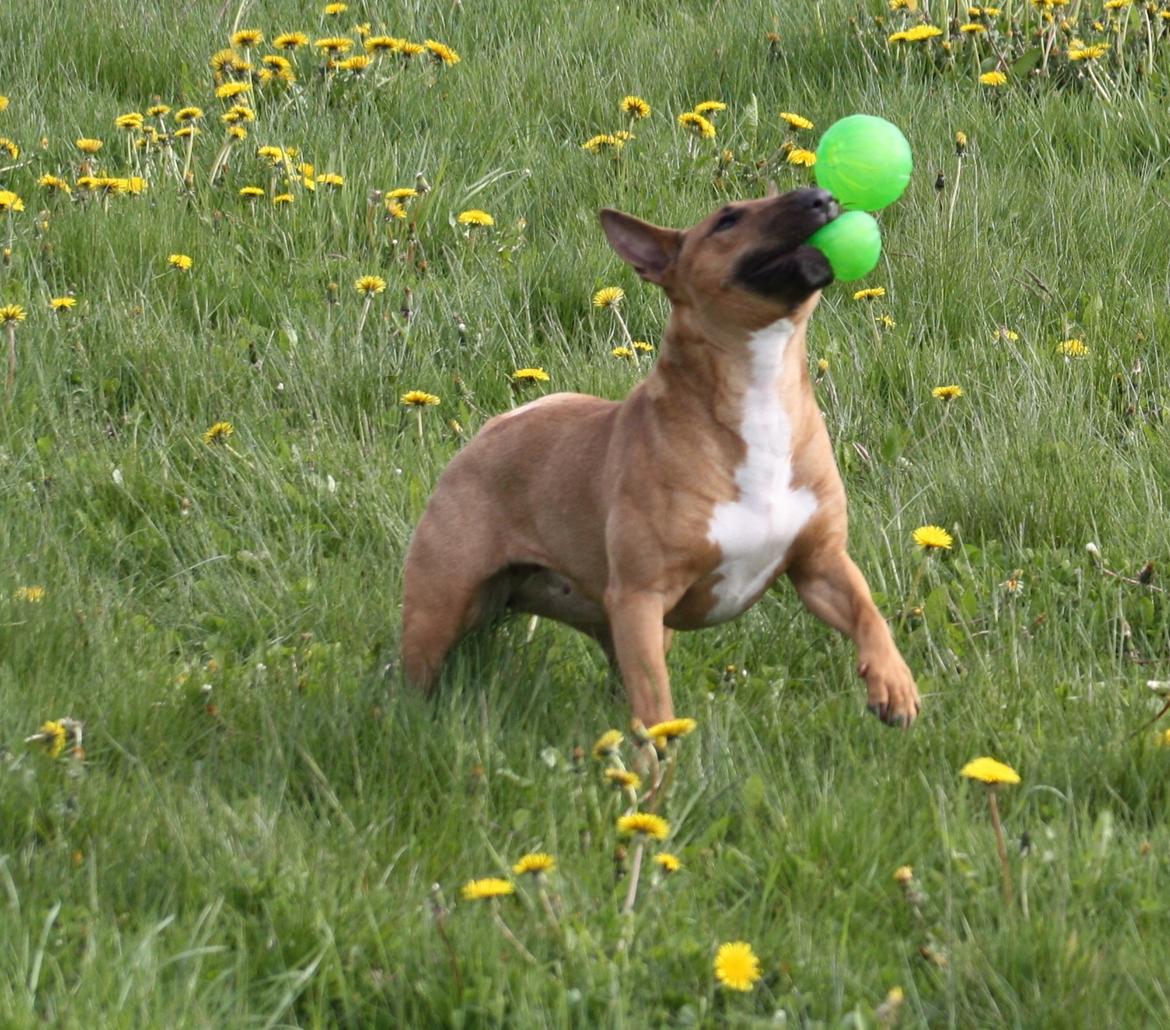 Bullterrier miniature Hazel - "Se lige mig, mor.. Jeg ka jonglere med to bolde :O))" billede 17