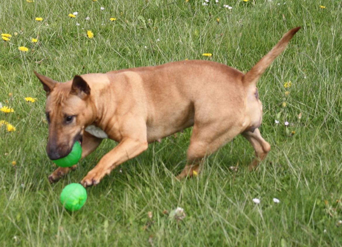 Bullterrier miniature Hazel - "Oh shit, nu gik det ellers liiiige så godt..." billede 18