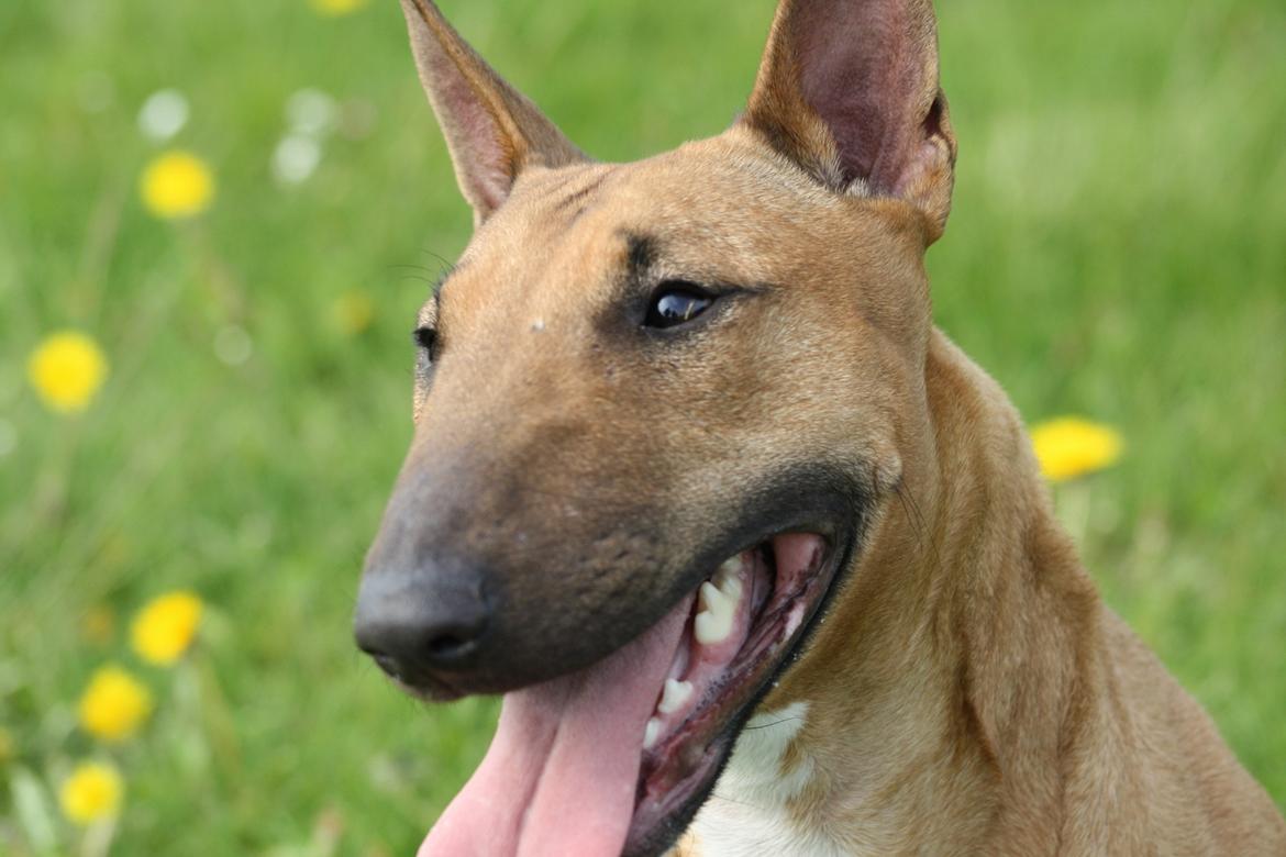 Bullterrier miniature Hazel - Lækre, smækre Hazel-mus :O) billede 19