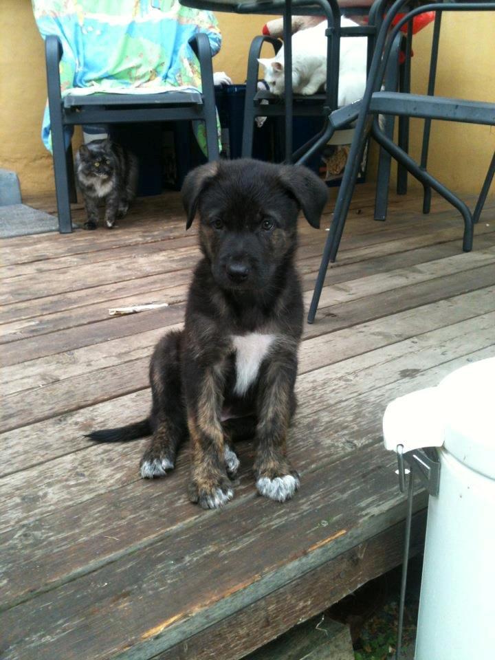 Blanding af racer Chico (The Champion) billede 1