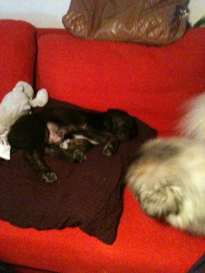 Blanding af racer Chico (The Champion) billede 2