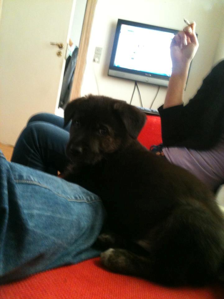 Blanding af racer Chico (The Champion) billede 3