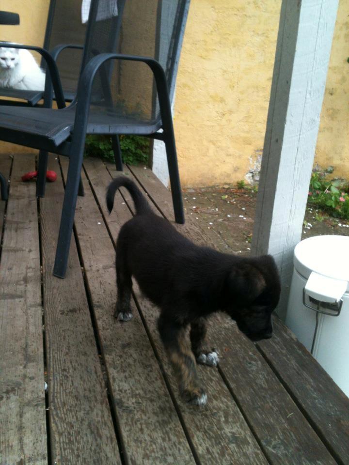 Blanding af racer Chico (The Champion) billede 4